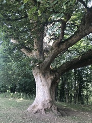 Acer pseudoplatanus
