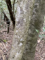 Planchonella cotinifolia