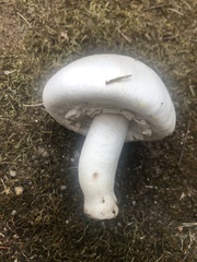 Agaricus