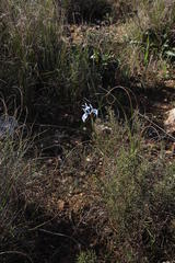 Moraea tripetala tripetala
