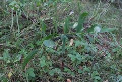 Polygonatum odoratum