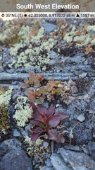 Micranthes hieraciifolia