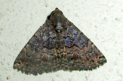 Eublemma nigrivitta