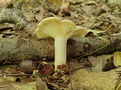 Lactifluus