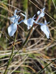 Moraea tripetala tripetala