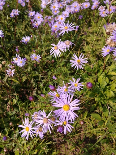 Aster amellus 2