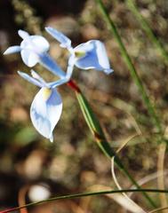 Moraea tripetala tripetala