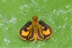 Taractrocera archias