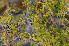 Commiphora capensis
