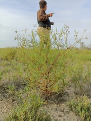 Dicranocarpus parviflorus