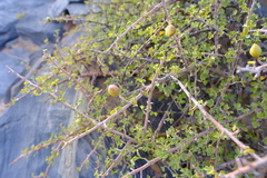 Commiphora capensis