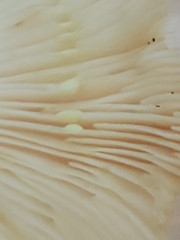 Lactifluus