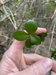 Planchonella cotinifolia