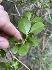Planchonella cotinifolia