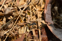 Camponotus sericeus