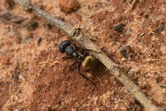 Camponotus sericeus