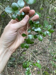 Planchonella cotinifolia