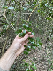 Planchonella cotinifolia