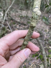 Planchonella cotinifolia