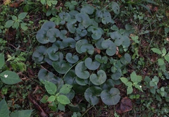 Asarum europaeum