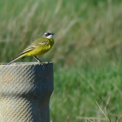Motacilla flava iberiae