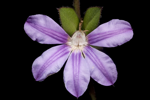 Scaevola platyphylla Lindl.