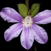 Scaevola platyphylla - Photo (c) Kevin Thiele, algunos derechos reservados (CC BY)