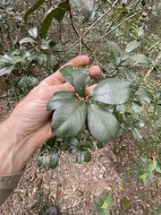 Acronychia pauciflora