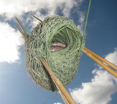 Ploceus subaureus subaureus