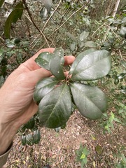 Acronychia pauciflora