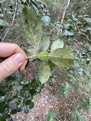 Acronychia pauciflora