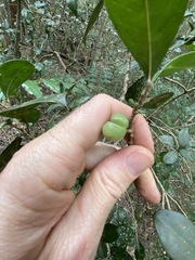 Acronychia pauciflora