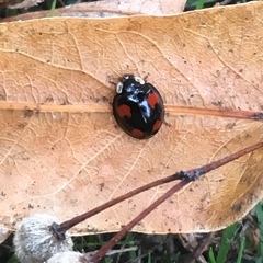 Harmonia axyridis