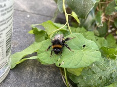 Bombus terrestris audax