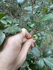 Acronychia pauciflora