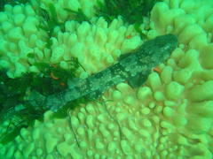 Haploblepharus pictus