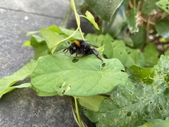 Bombus terrestris audax