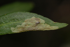 Calycomyza solidaginis