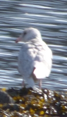 Larus hyperboreus