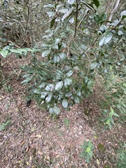 Acronychia pauciflora