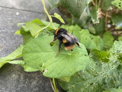 Bombus terrestris audax