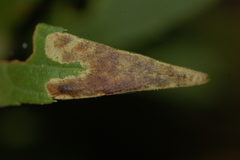 Calycomyza solidaginis