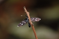 Amata stellaris