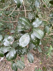 Acronychia pauciflora