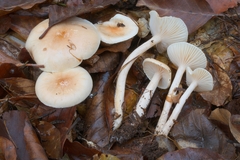 Hygrophorus unicolor
