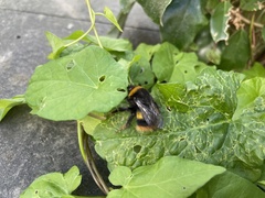Bombus terrestris audax