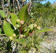 Pseudoscolopia polyantha