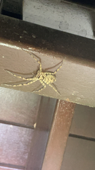 Heteropoda venatoria