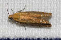 Lathronympha strigana