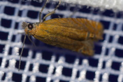 Lathronympha strigana